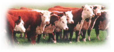 Herefordherd